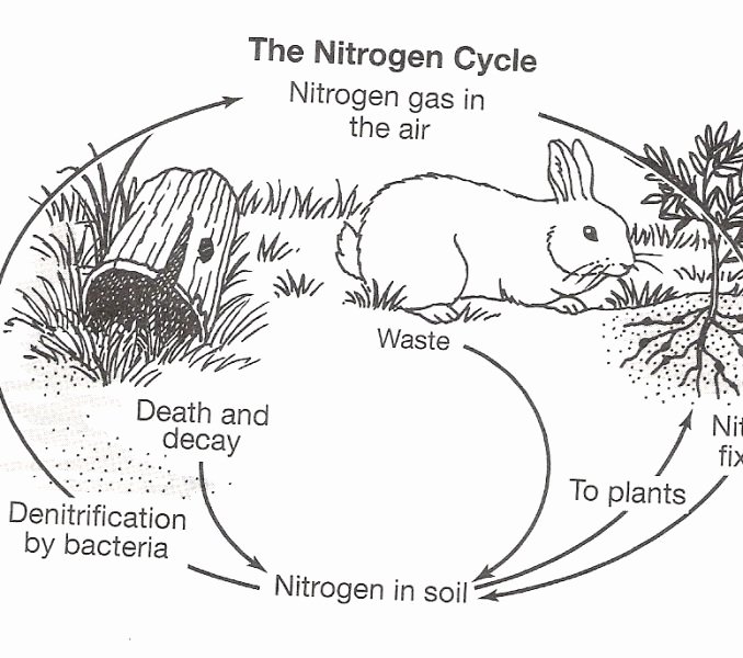 Nitrogen Cycle Worksheet Answer Key Beautiful Carbon and Nitrogen Cycle Worksheet the Best Worksheets