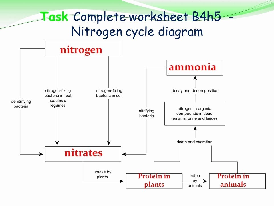 Nitrogen Cycle Worksheet Answer Key Beautiful Nitrogen Cycle Diagram Worksheet 2019