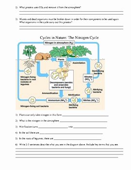 Nitrogen Cycle Worksheet Answer Key Lovely Worksheet Nutrient Cycles by Chemistrycat