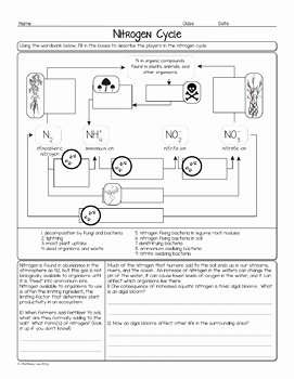Nitrogen Cycle Worksheet Answers Unique Free Nitrogen Cycle Biology Homework Worksheet by Science