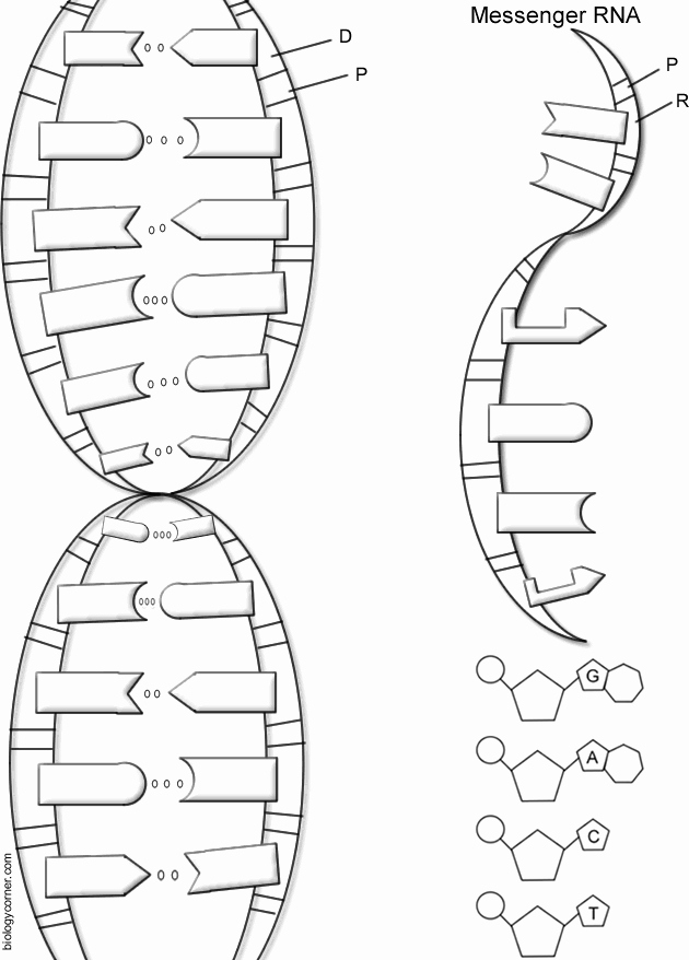 Nucleic Acid Worksheet Answers Beautiful Nucleic Acids Dna the Double Helix Worksheet Answers the