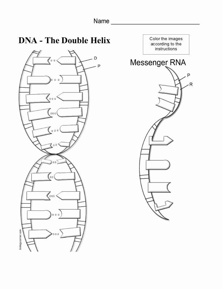Nucleic Acid Worksheet Answers Best Of Dna Coloring Page Coloring Home