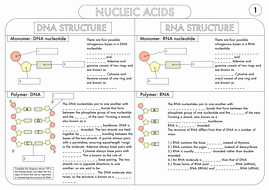 Nucleic Acid Worksheet Answers Elegant A Level Biology Worksheet Pack On Dna and Protein