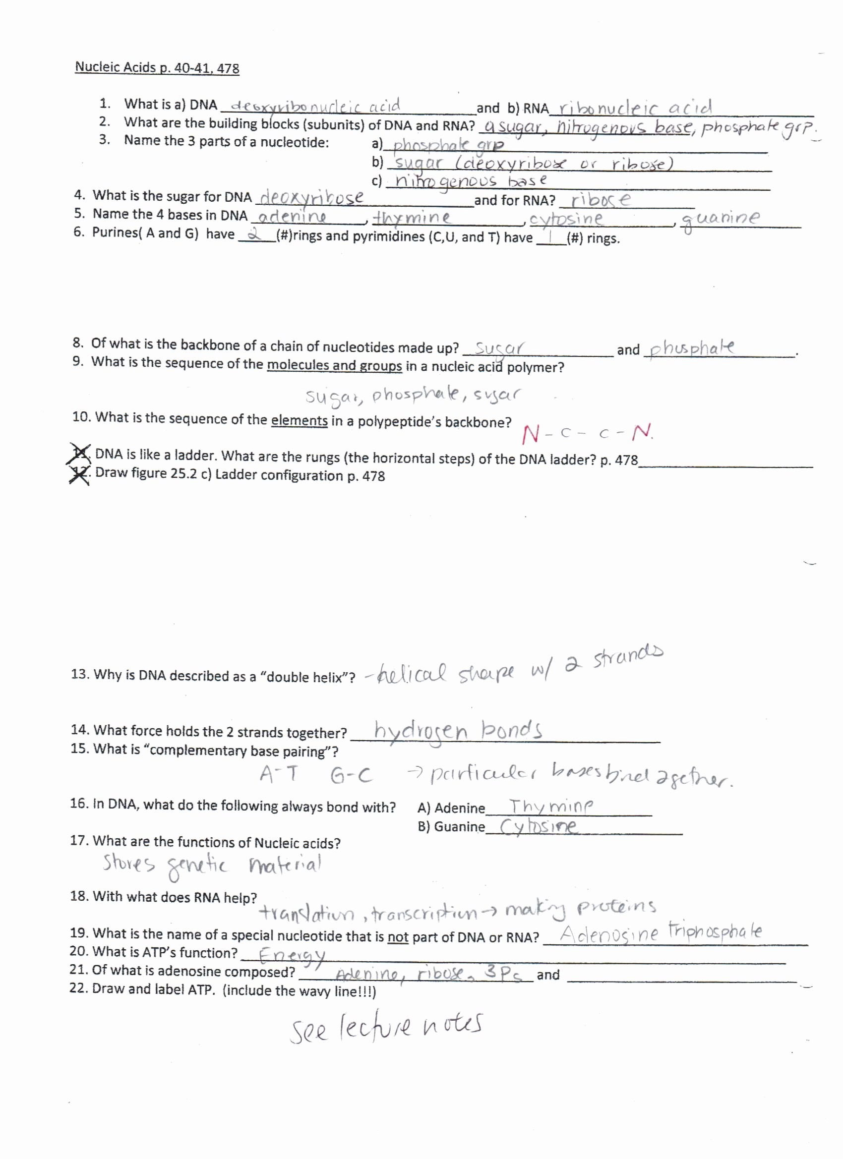 Nucleic Acid Worksheet Answers Fresh 301 Moved Permanently