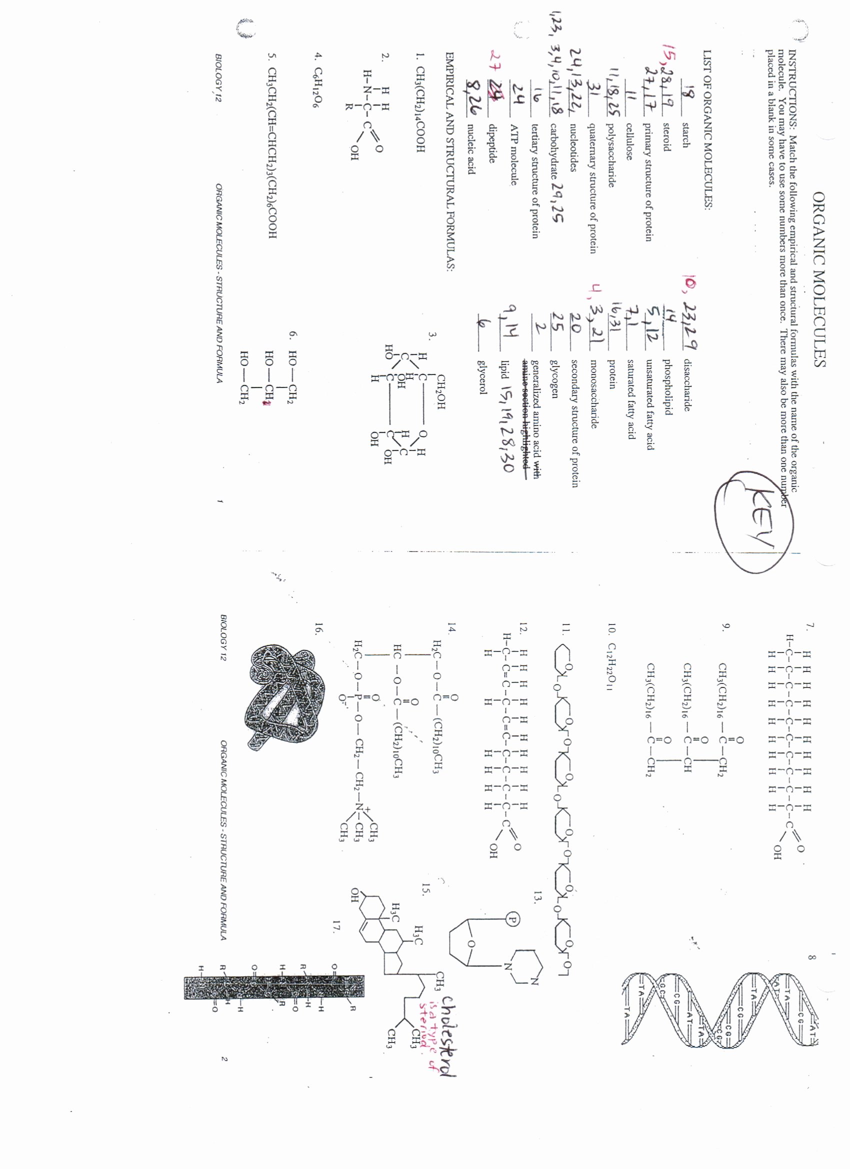 Nucleic Acid Worksheet Answers Fresh Answers Lipids Nucleic Acids and organic Molecules
