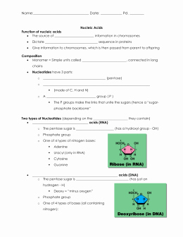 Nucleic Acid Worksheet Answers New Answer Key Biology 1 Unit 2 A Dna Mastery Unit – Worksheet