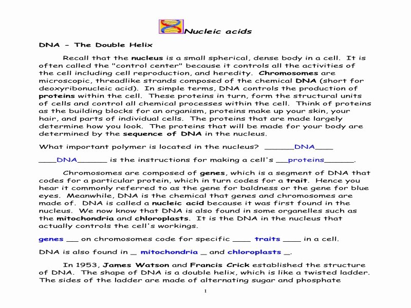 Nucleic Acids Worksheet Answers Beautiful Nucleic Acids Dna the Double Helix Worksheet Answers the