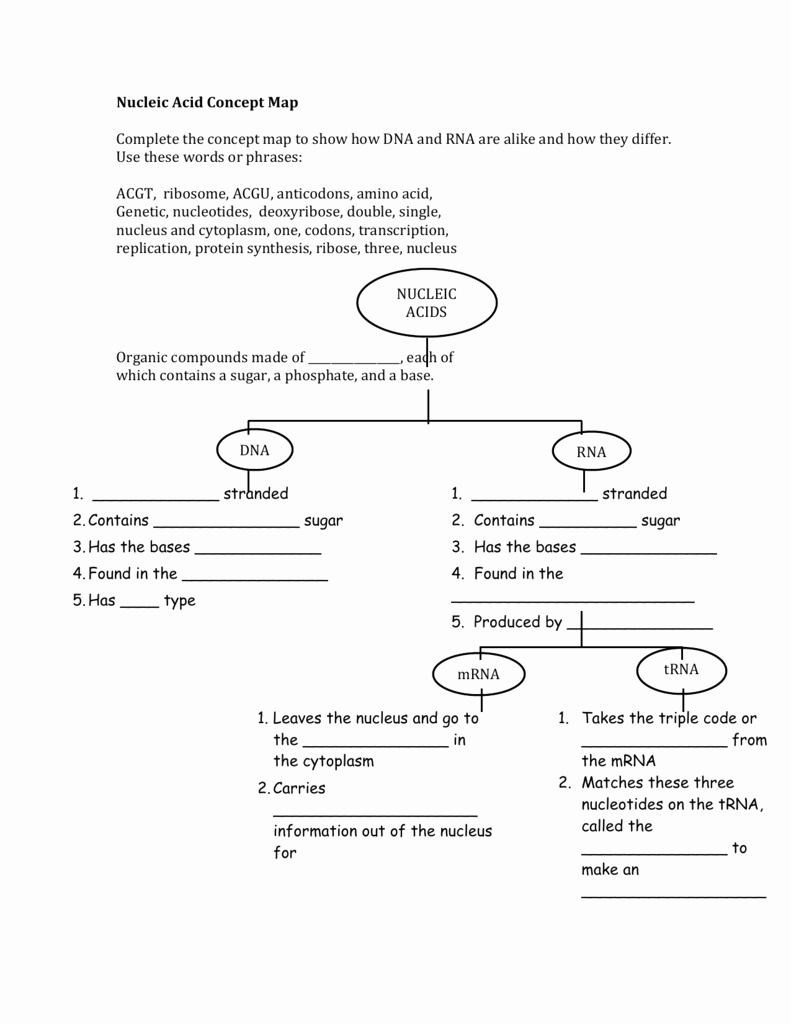 Nucleic Acids Worksheet Answers New Biochemistry Concept Map Worksheet Answers