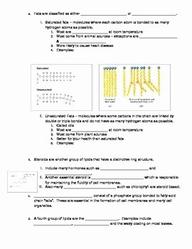 Nucleic Acids Worksheet Answers New Biomolecules Worksheet by A Really Great Teacher