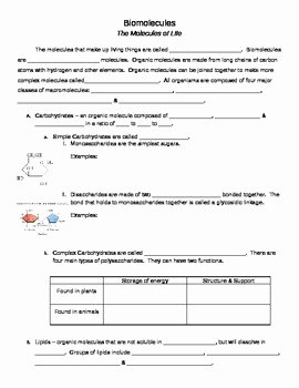 Nucleic Acids Worksheet Answers Unique Biomolecules Worksheet by A Really Great Teacher