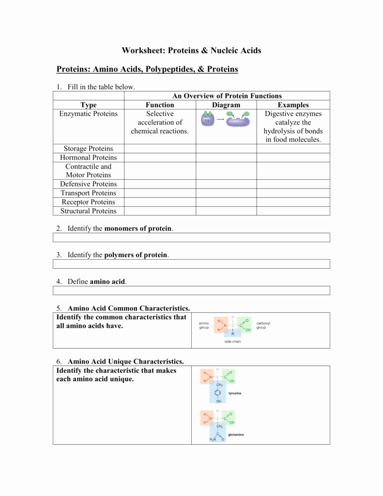 worksheet proteins and nucleic acids proteins amino acids