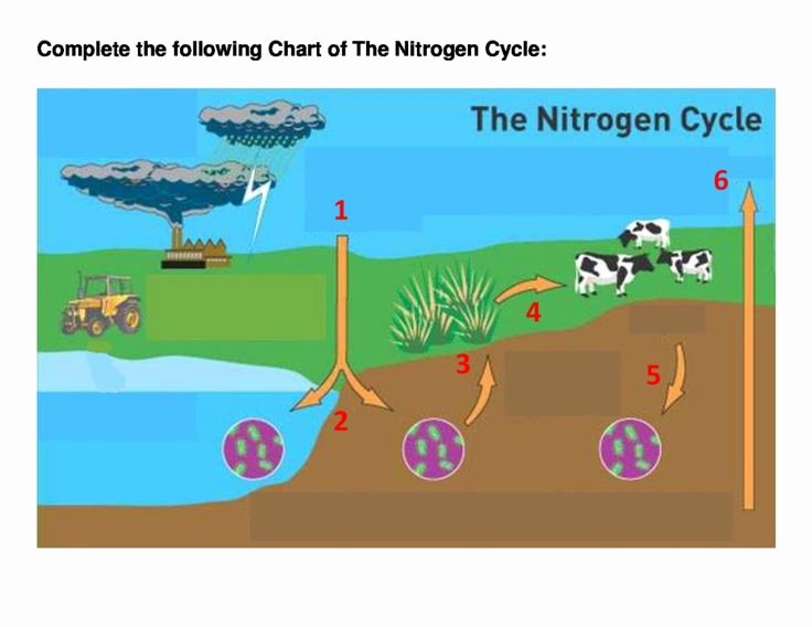 Nutrient Cycles Worksheet Answers Fresh the Nitrogen Cycle Worksheet