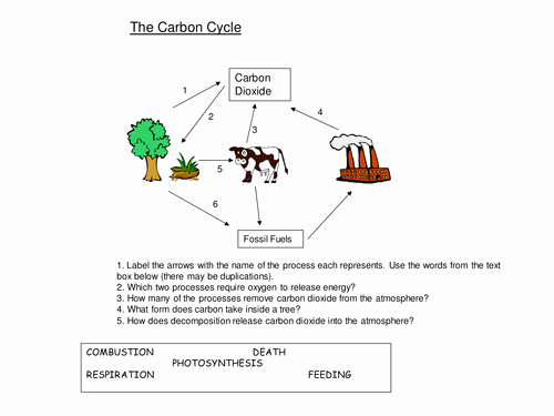 Nutrient Cycles Worksheet Answers Luxury Nutrients the Carbon Cycle Worksheet by Harwooda