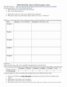 Onion Cell Mitosis Worksheet Answers Awesome Ion Root Tips Phases Of Mitosis 7th 8th Grade