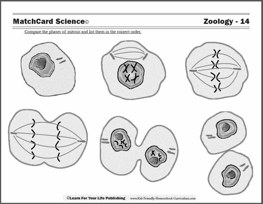 Onion Cell Mitosis Worksheet Answers Best Of Zoology Curriculum