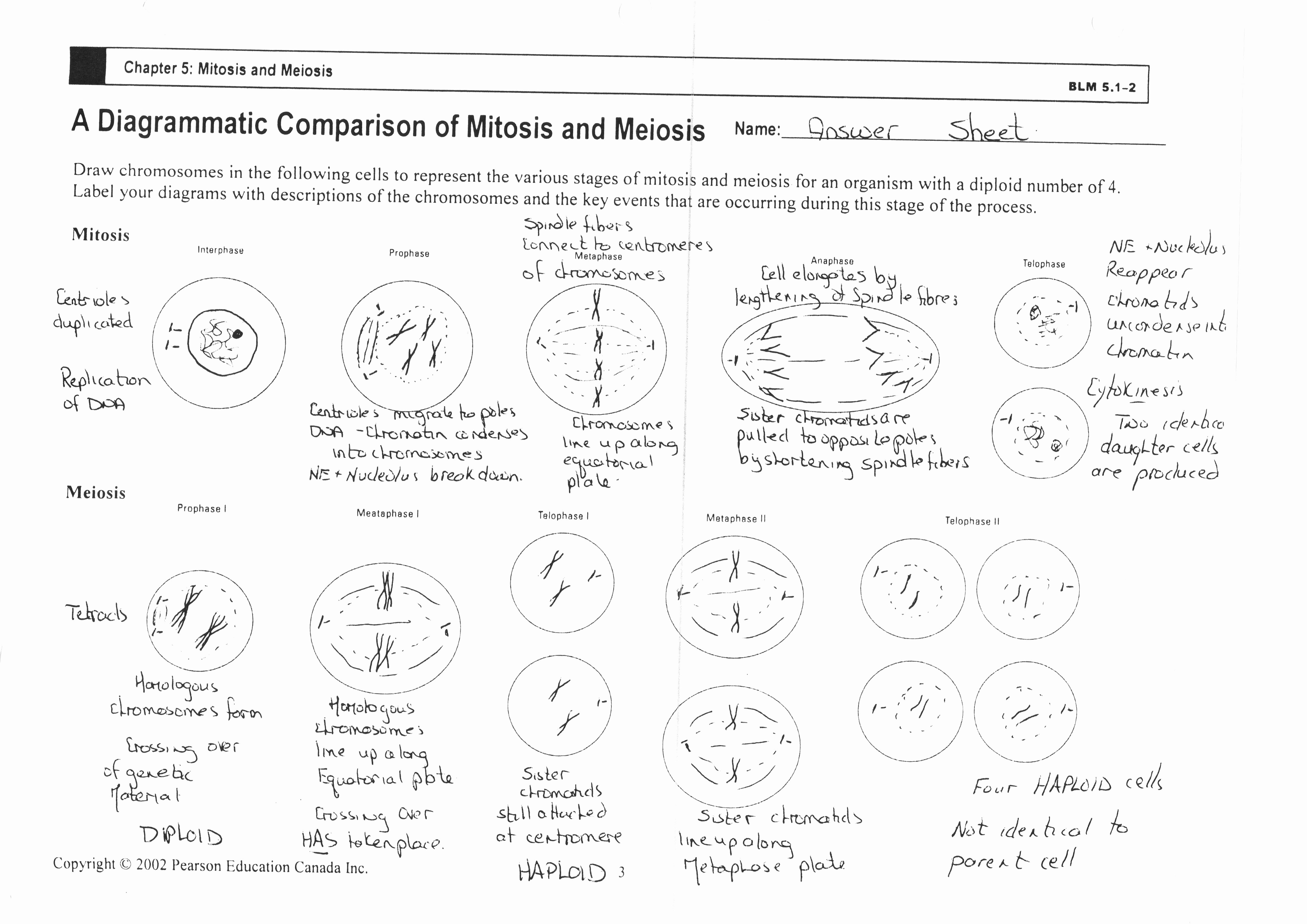 Onion Cell Mitosis Worksheet Answers Elegant 12 Best Of Life Science Worksheet Answer Cell