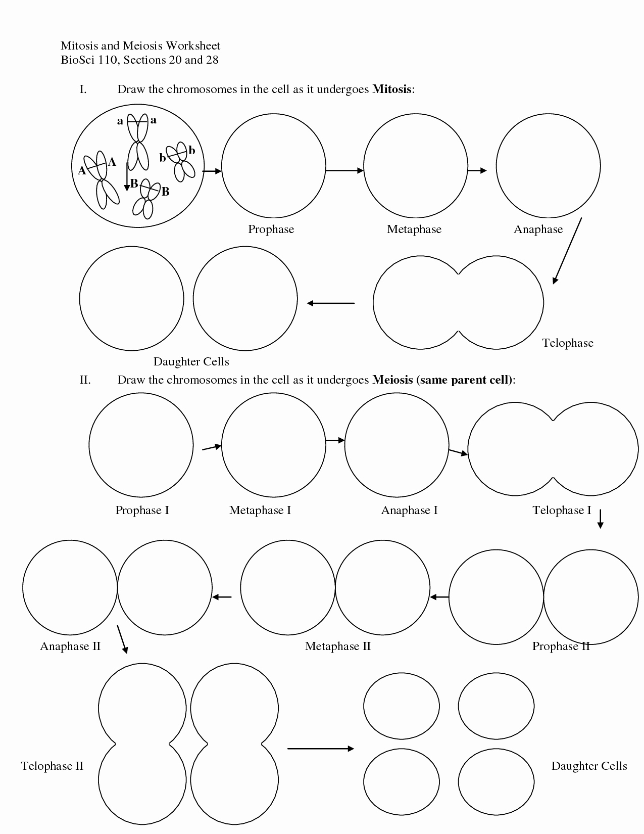 Onion Cell Mitosis Worksheet Answers Elegant 13 Best Of Identify Stages Mitosis Worksheet