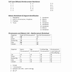 Onion Cell Mitosis Worksheet Answers Elegant Ion Cell Mitosis Worksheet Answers Root Tip Biology