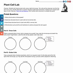 Onion Cell Mitosis Worksheet Answers Fresh Ion Cell Lab Worksheet