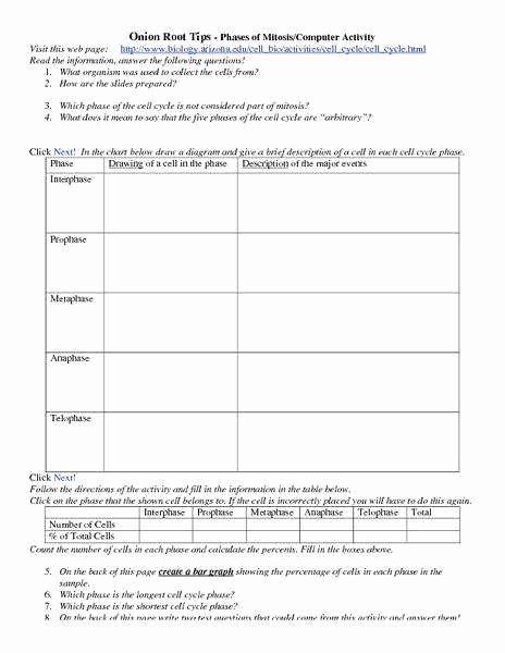 Onion Cell Mitosis Worksheet Answers Fresh Mitosis Worksheet and Diagram Identification Answers