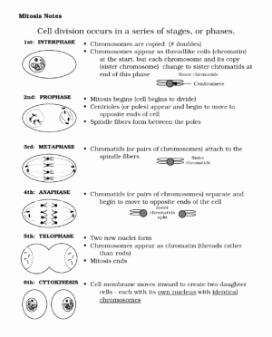 Onion Cell Mitosis Worksheet Answers Lovely Cell Division and Mitosis Worksheet Answers Worksheet