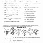 Onion Cell Mitosis Worksheet Answers Luxury Ion Cell Mitosis Worksheet Answers Root Tip Biology