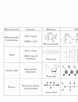 Organic Molecules Worksheet Answer Key Lovely Macromolecule Chart Biomolecules by Mr Affro