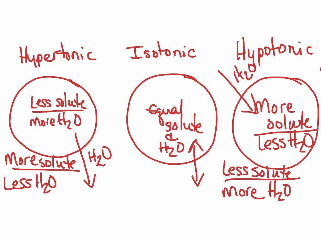 Osmosis and tonicity Worksheet Lovely Hypertonic Hypotonic isotonic Worksheet