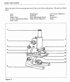 Parts Of A Microscope Worksheet Luxury Parts Of A Microscope Worksheet