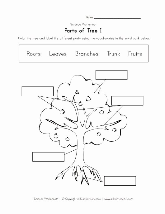 Parts Of A Tree Worksheet Beautiful Parts Of A Tree Worksheet