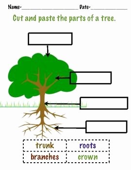 Parts Of A Tree Worksheet Beautiful Trees A Tree Mendous Action Packed Unit About Trees