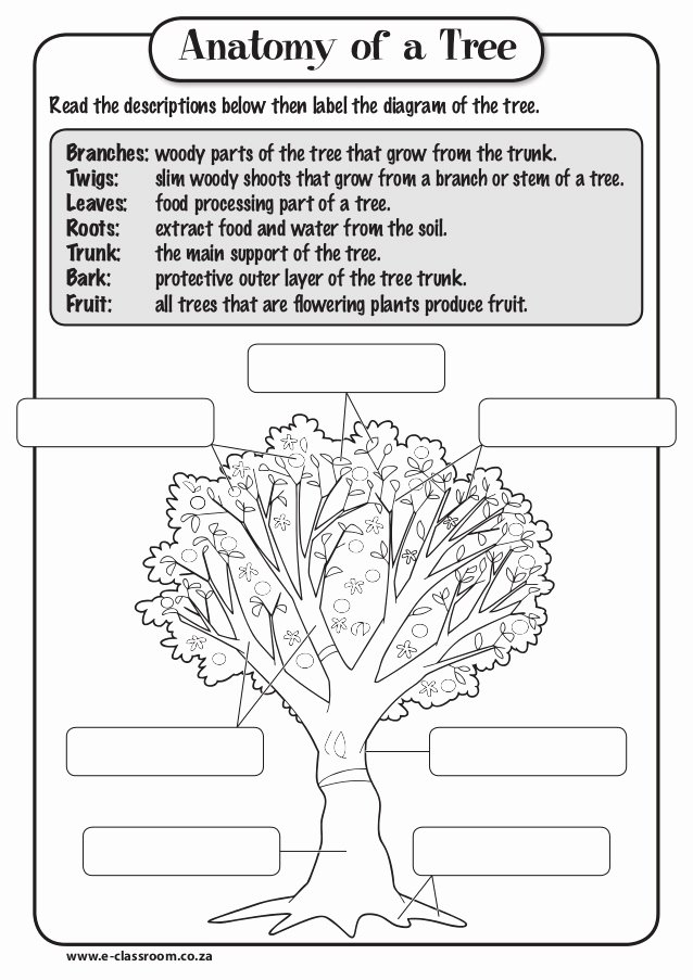 Parts Of A Tree Worksheet Fresh Anatomy Of Tree