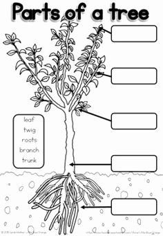 Parts Of A Tree Worksheet Fresh Parts Of A Tree Worksheet