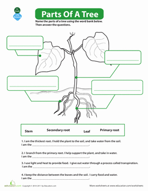 Parts Of A Tree Worksheet Luxury the Parts Of A Tree Worksheet