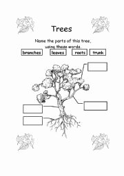 Parts Of A Tree Worksheet Unique Parts Of A Tree Worksheets