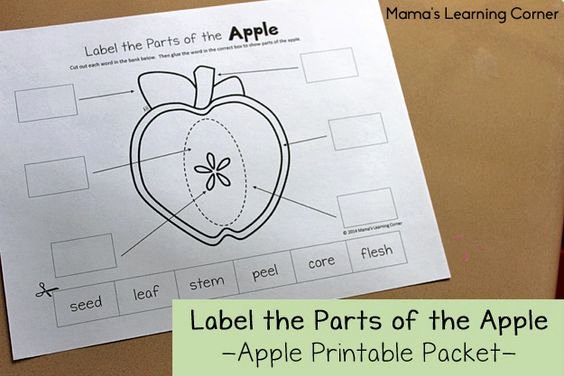 Parts Of An Apple Worksheet Awesome Apple Life Cycle Worksheets