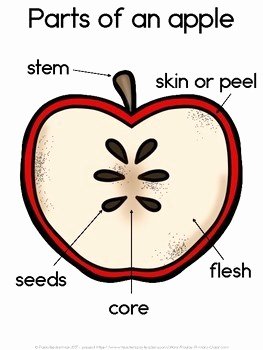 Parts Of An Apple Worksheet Awesome Parts Of An Apple Free Diagram and Worksheet by Paula S
