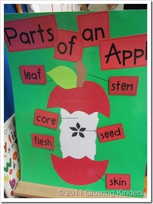 Parts Of An Apple Worksheet Beautiful First Grade Fairytales Apple Goodness A Freebie &amp; A