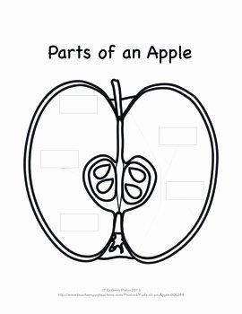 Parts Of An Apple Worksheet Beautiful Parts Of An Apple by Colleen Penn