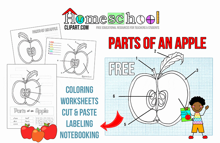Parts Of An Apple Worksheet Beautiful Parts Of An Apple Printables
