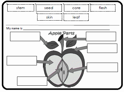 Parts Of An Apple Worksheet Best Of Apple Packet Printables theme Unit