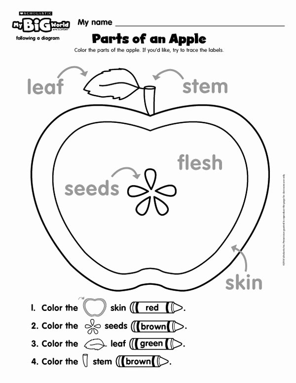 Parts Of An Apple Worksheet Elegant Parts Of An Apple—a Freebie Printable From Mybigworld