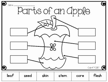 Parts Of An Apple Worksheet Elegant Parts Of An Apple Cut and Paste by Cup Of K