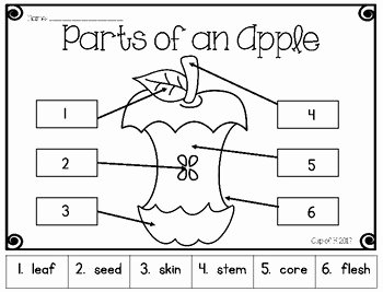 Parts Of An Apple Worksheet Lovely Parts Of An Apple Cut and Paste by Cup Of K
