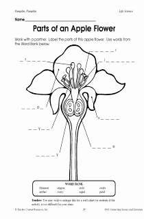 Parts Of An Apple Worksheet Lovely Parts Of An Apple Flower Frompo