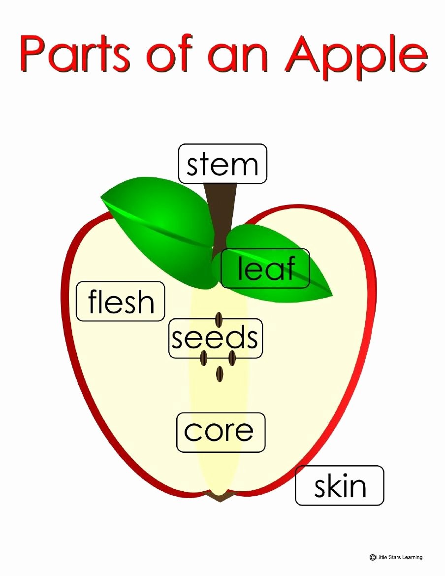Parts Of An Apple Worksheet Lovely Parts Of An Apple Poster Apple Crafts