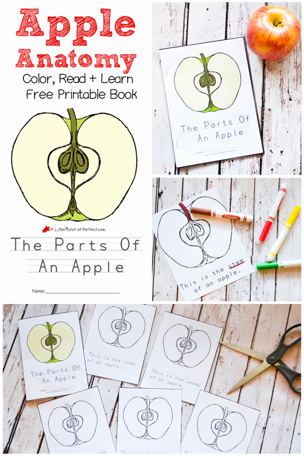 Parts Of An Apple Worksheet Luxury the Parts An Apple Color Read and Learn Free