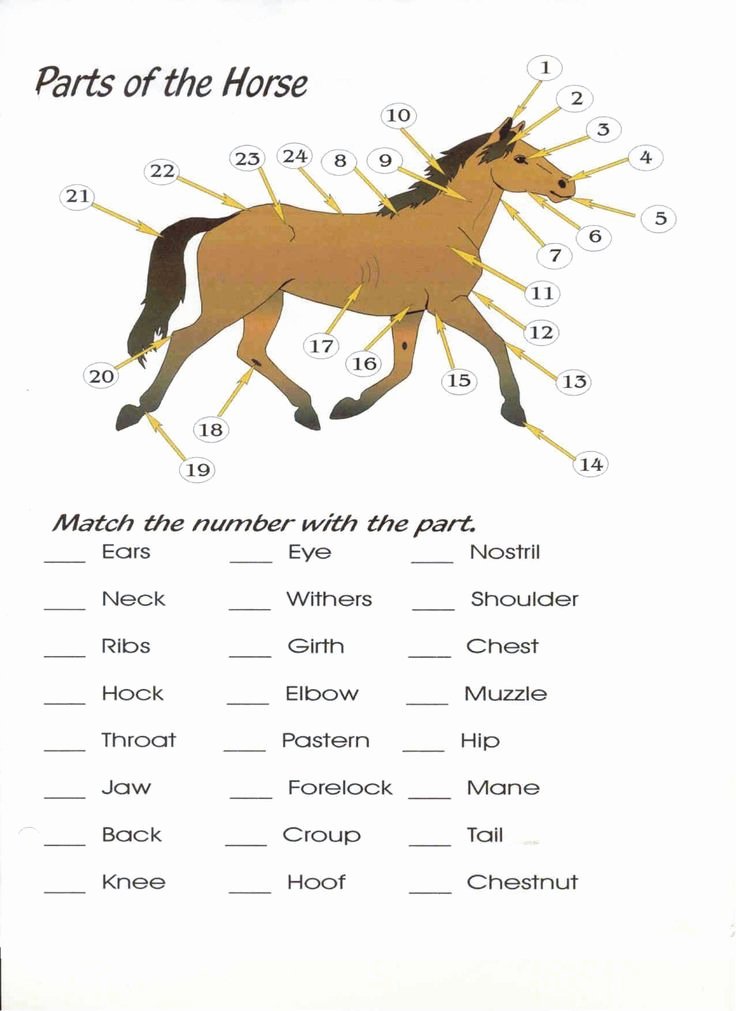 Parts Of the Horse Worksheet Awesome 1000 Images About 4 H On Pinterest