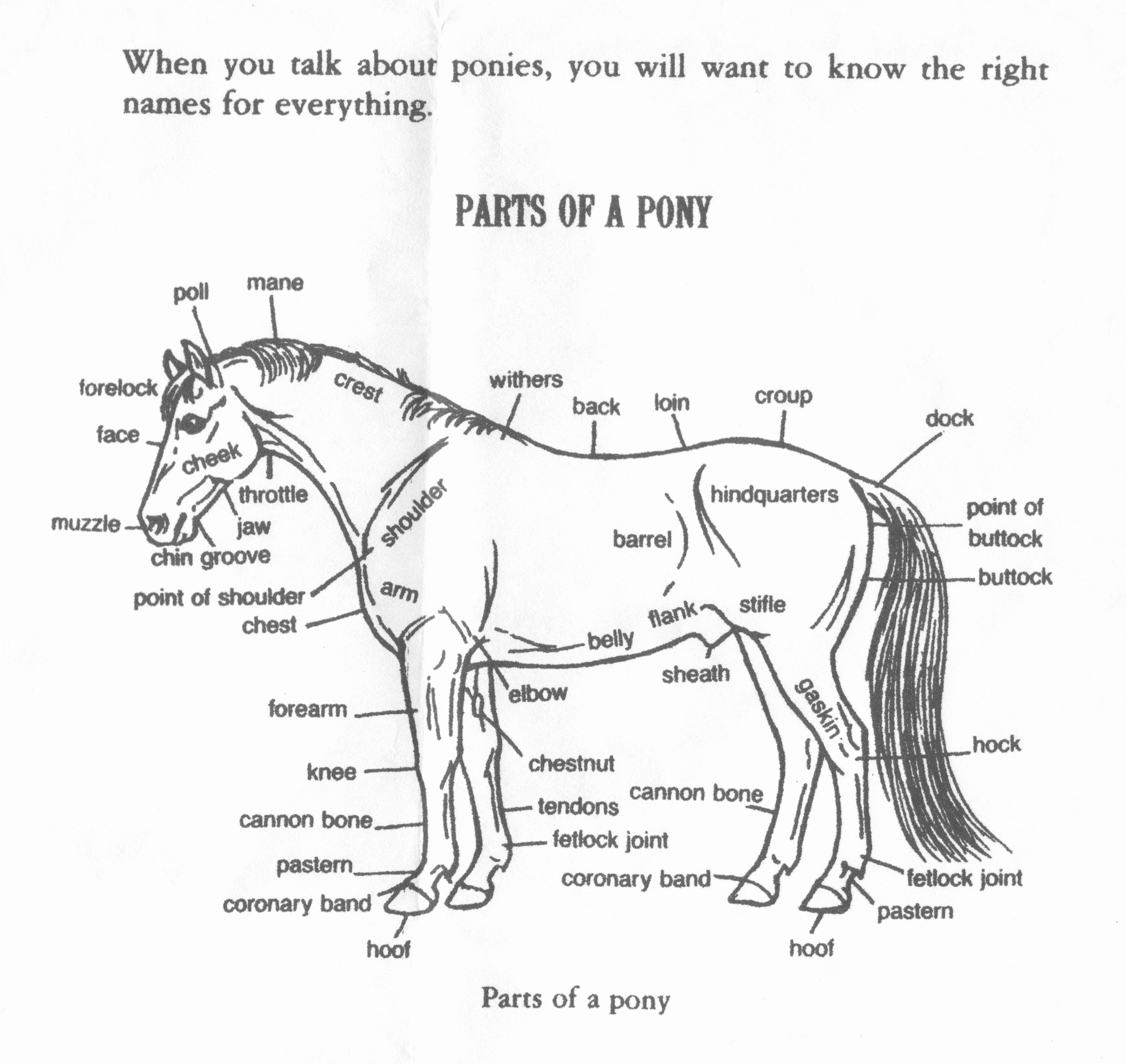 Parts Of the Horse Worksheet Awesome 15 Best Of Parts the Horse Worksheet Anatomy