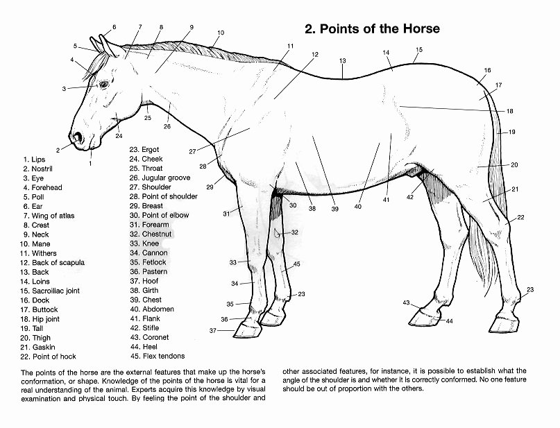 Parts Of the Horse Worksheet Awesome 18 Best Of Horse Study Worksheets Horse Riding